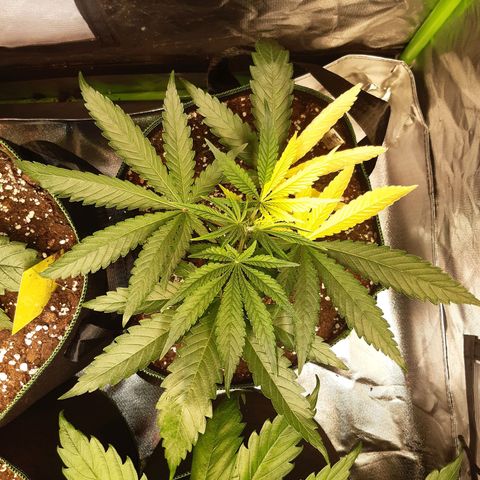 Bubble Kush Albino  growlog timeline photo