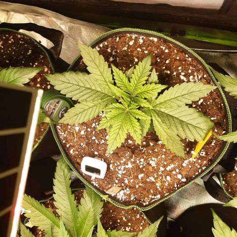 ROYAL GORILLA #1 growlog timeline photo