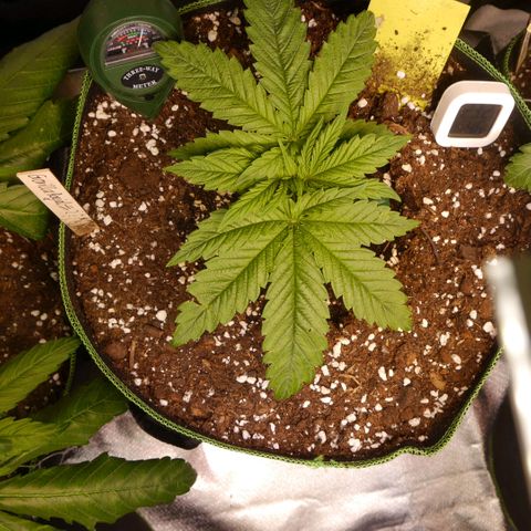 ROYAL GORILLA #1 growlog timeline photo