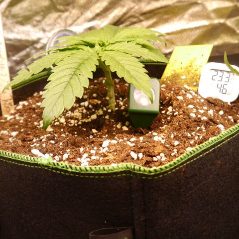ROYAL GORILLA #1 growlog timeline photo