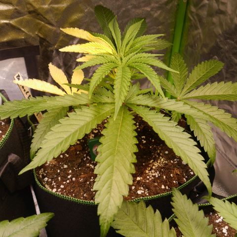 Bubble Kush Albino  growlog timeline photo