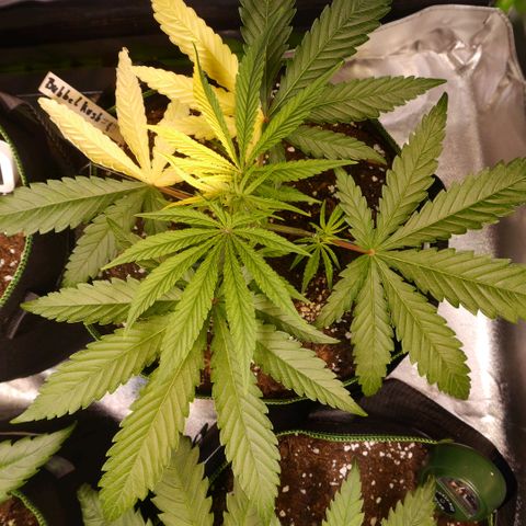 Bubble Kush Albino  growlog timeline photo
