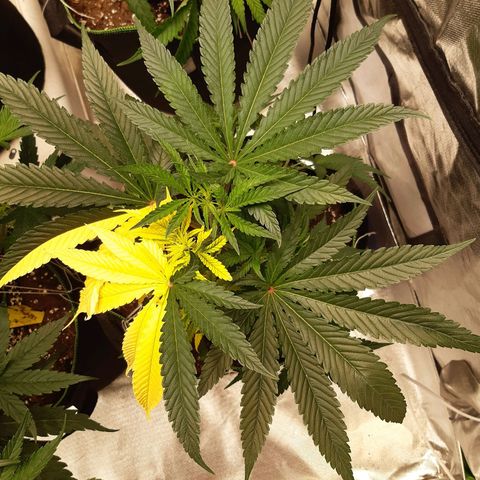 Bubble Kush Albino  growlog timeline photo