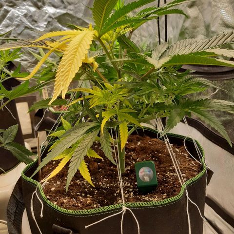 Bubble Kush Albino  growlog timeline photo