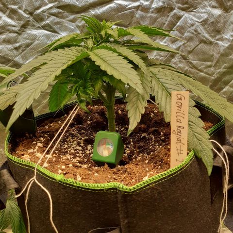ROYAL GORILLA #1 growlog timeline photo