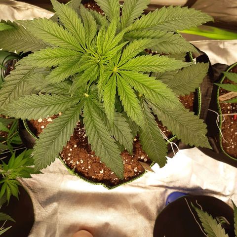 ROYAL GORILLA #1 growlog timeline photo