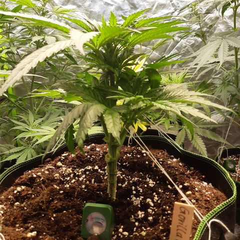 ROYAL GORILLA #1 growlog timeline photo