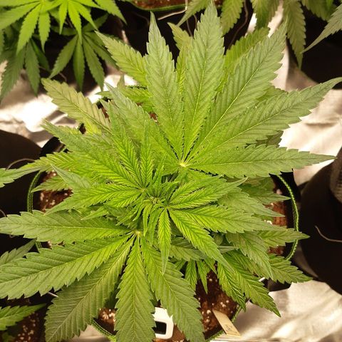 ROYAL GORILLA #1 growlog timeline photo
