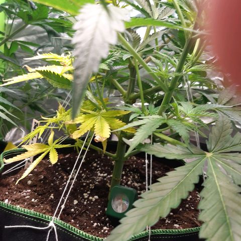 Bubble Kush Albino  growlog timeline photo