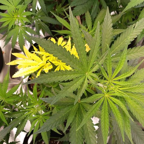 Bubble Kush Albino  growlog timeline photo