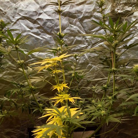 Bubble Kush Albino  growlog timeline photo