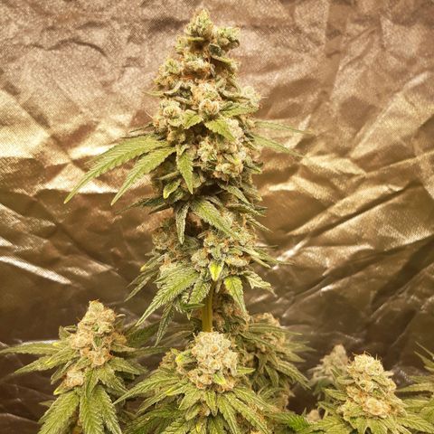 ROYAL GORILLA #1 growlog timeline photo