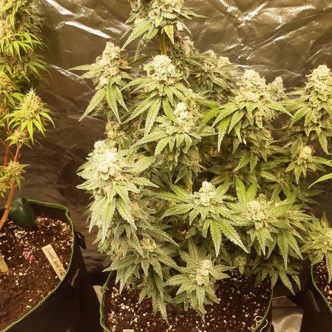 ROYAL GORILLA #1 growlog timeline photo