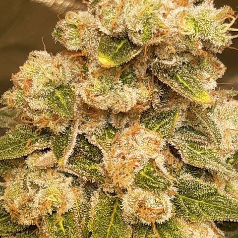 ROYAL GORILLA #1 growlog timeline photo