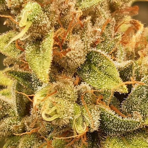 Bubble Kush Albino  growlog timeline photo
