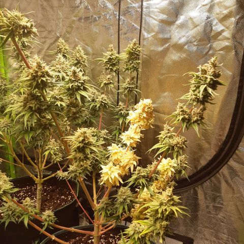 Bubble Kush Albino  growlog timeline photo