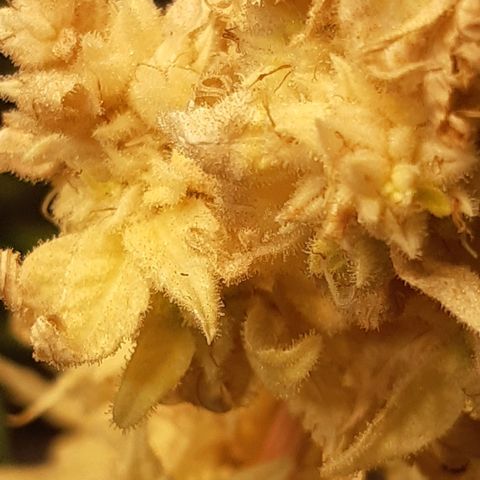 Bubble Kush Albino  growlog timeline photo