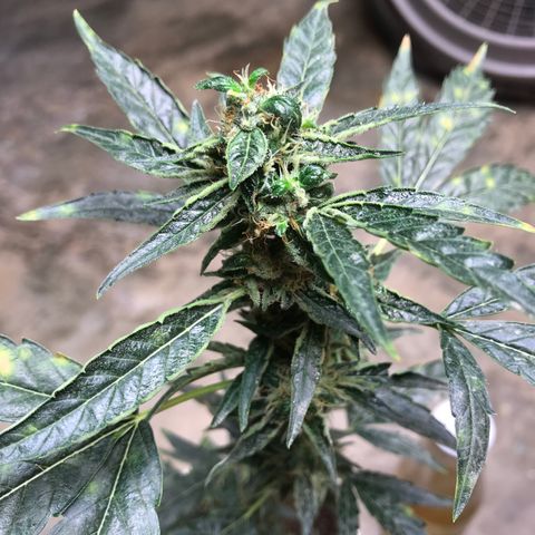 Unknown strain growlog timeline photo