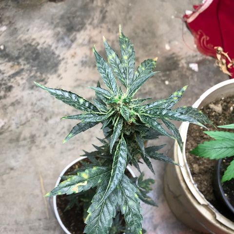 Unknown strain growlog timeline photo
