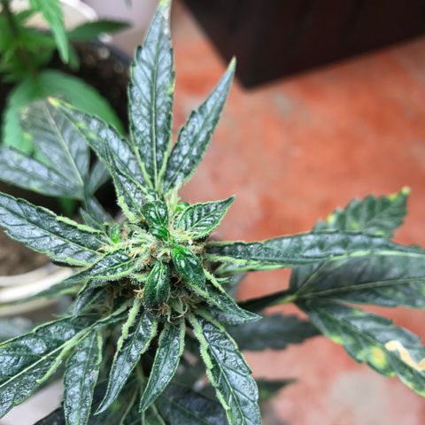 Unknown strain growlog timeline photo