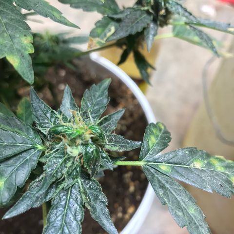 Unknown strain growlog timeline photo