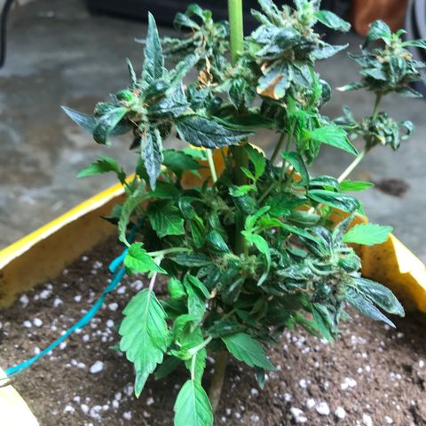 Unknown strain growlog timeline photo