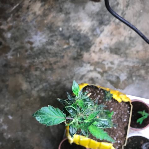Unknown strain growlog timeline photo