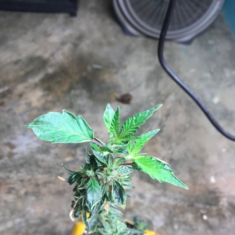 Unknown strain growlog timeline photo