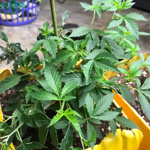 Unknown strain growlog timeline photo