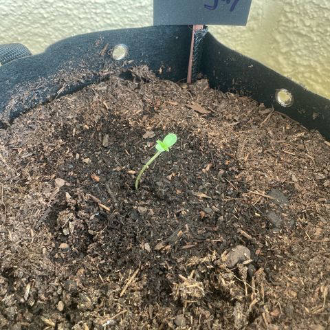 Doughy growlog timeline photo