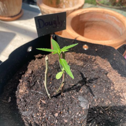Doughy growlog timeline photo