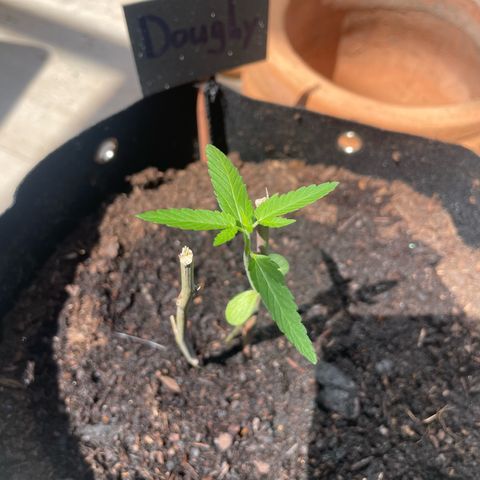 Doughy growlog timeline photo