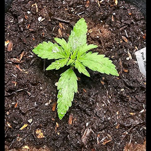 Pink Runtz S1 growlog timeline photo