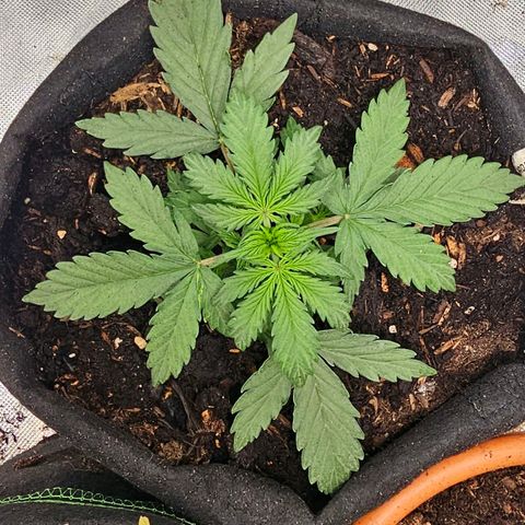 Pink Runtz S1 growlog timeline photo
