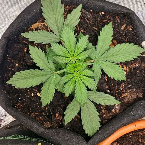 Pink Runtz S1 growlog timeline photo