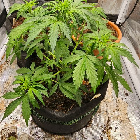Pink Runtz S1 growlog timeline photo