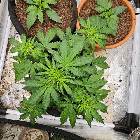 Pink Runtz S1 growlog timeline photo