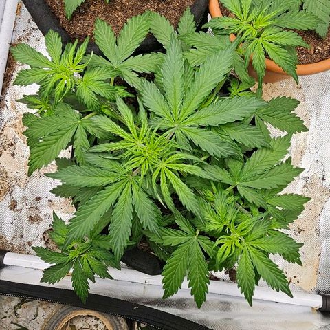Pink Runtz S1 growlog timeline photo