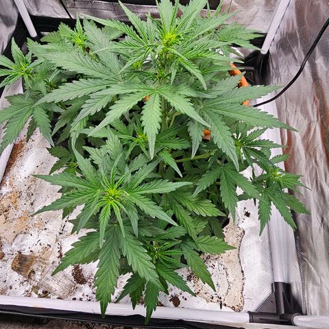 Pink Runtz S1 growlog timeline photo