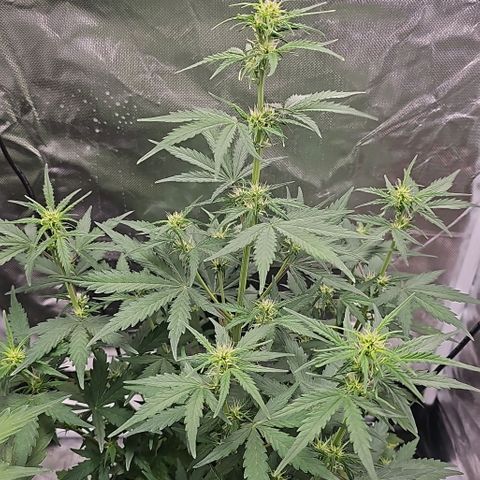 Pink Runtz S1 growlog timeline photo