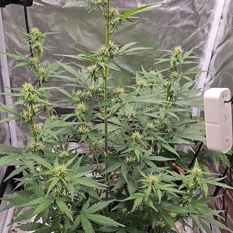 Pink Runtz S1 growlog timeline photo
