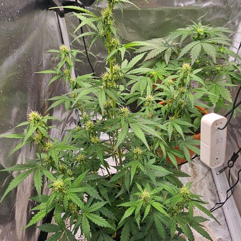 Pink Runtz S1 growlog timeline photo