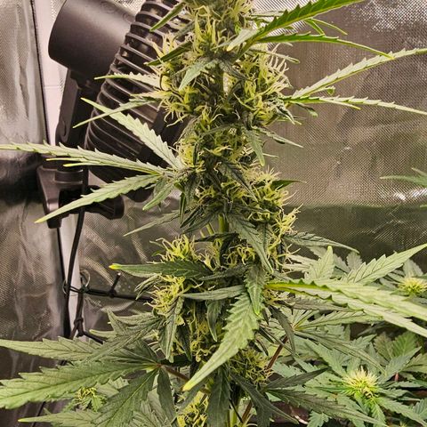 Pink Runtz S1 growlog timeline photo