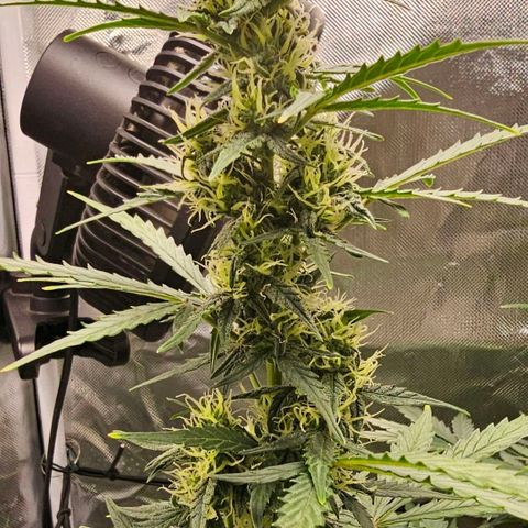 Pink Runtz S1 growlog timeline photo
