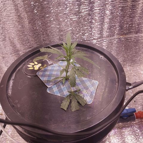 Straw growlog timeline photo