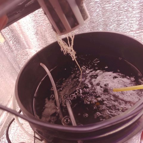 Straw growlog timeline photo