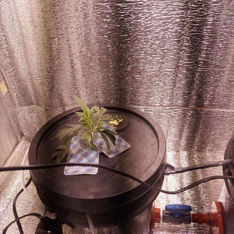 Straw growlog photo: 2da semana