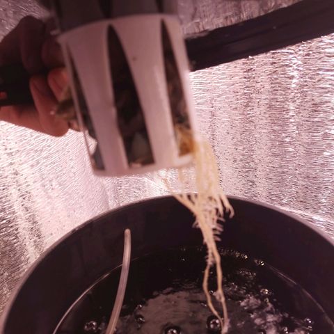 Straw growlog timeline photo