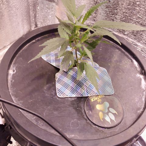 Straw growlog timeline photo