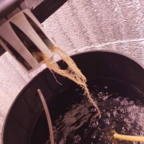Straw growlog timeline photo